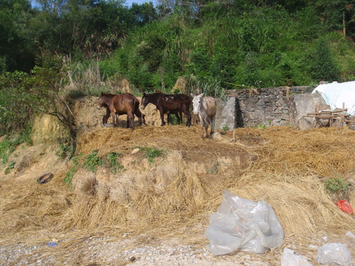 Road side coral for horses used in highway construction.